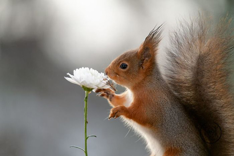 cute squirrels