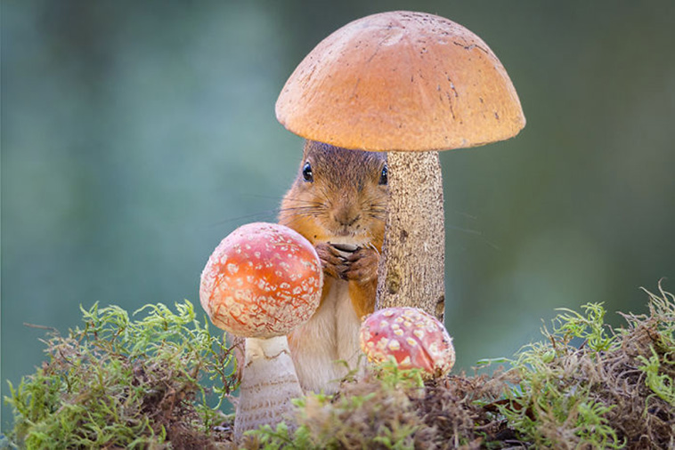 cute squirrels