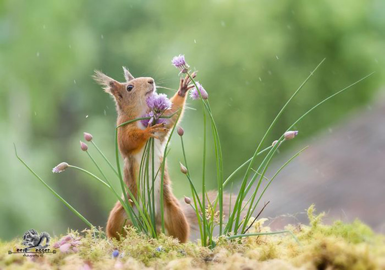 cute squirrels