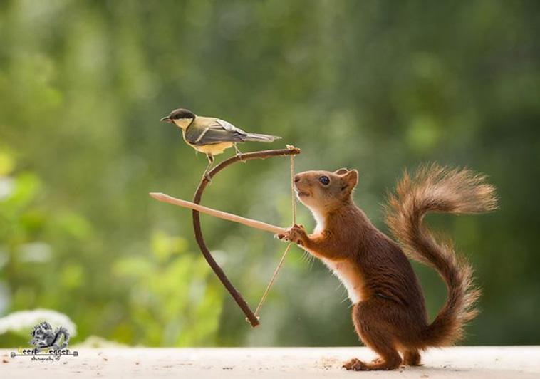 cute squirrels