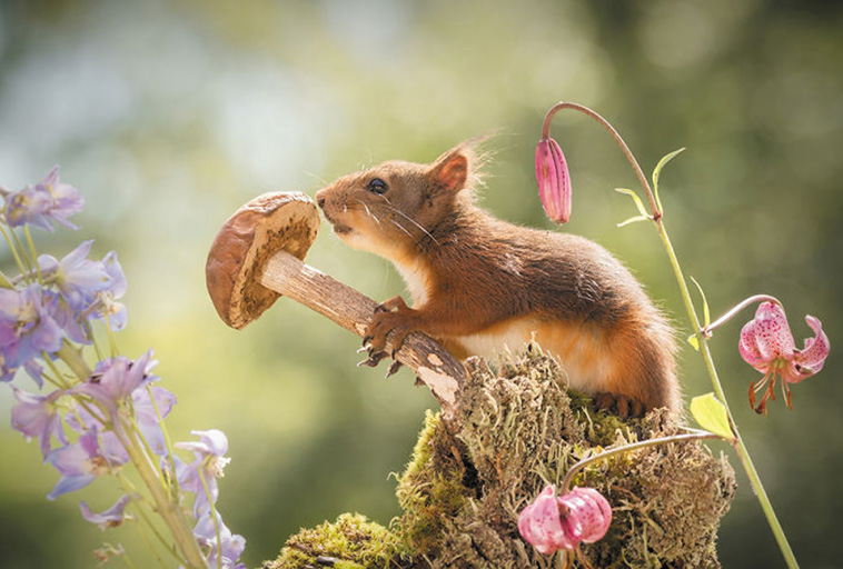 cute squirrels