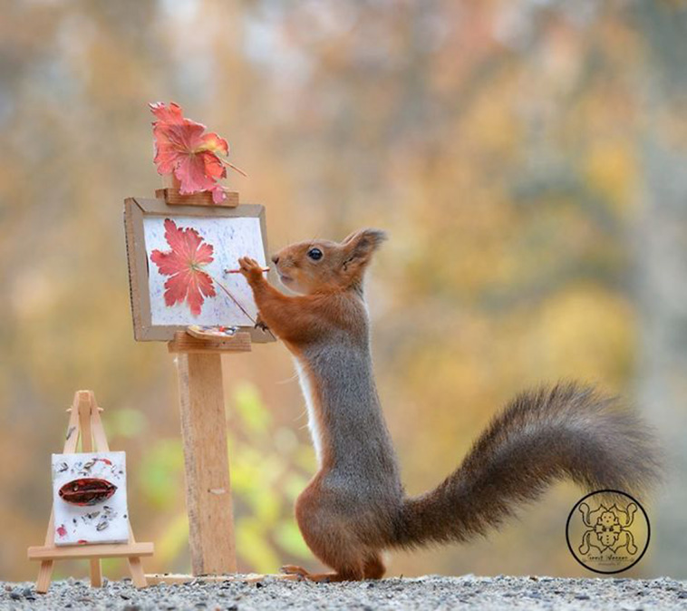 cute squirrels