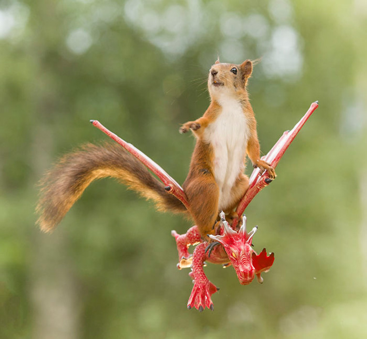 squirrels