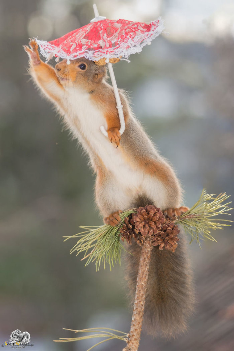 squirrels