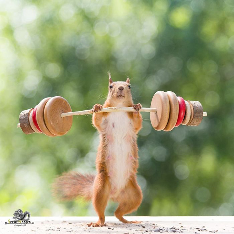 squirrel photo