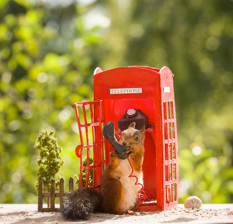 squirrel pics