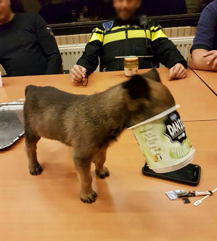 stuck animals while eating