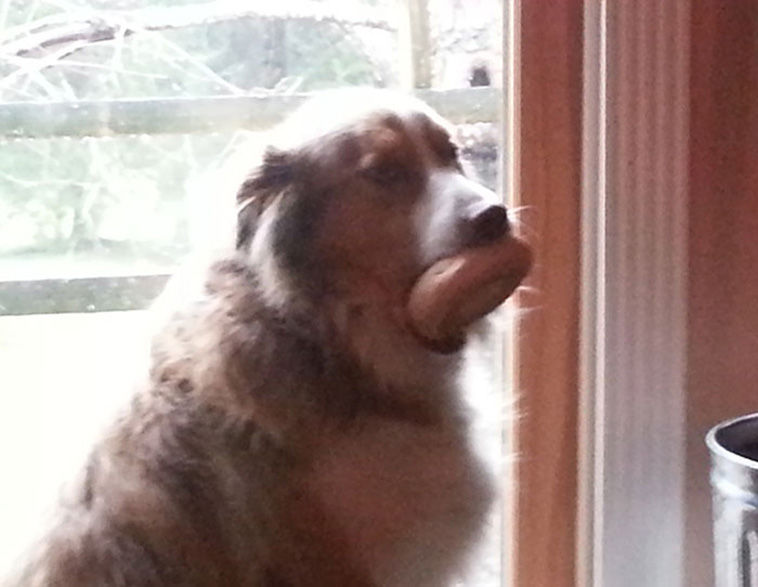 stuck animals while eating