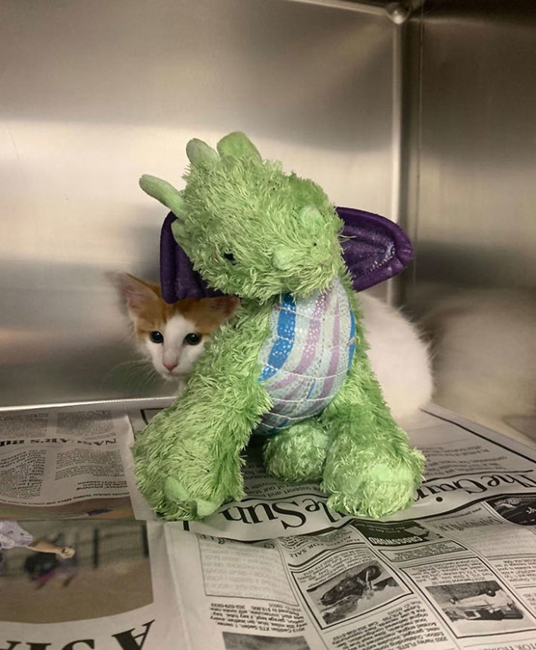 kitten brings toy to vet