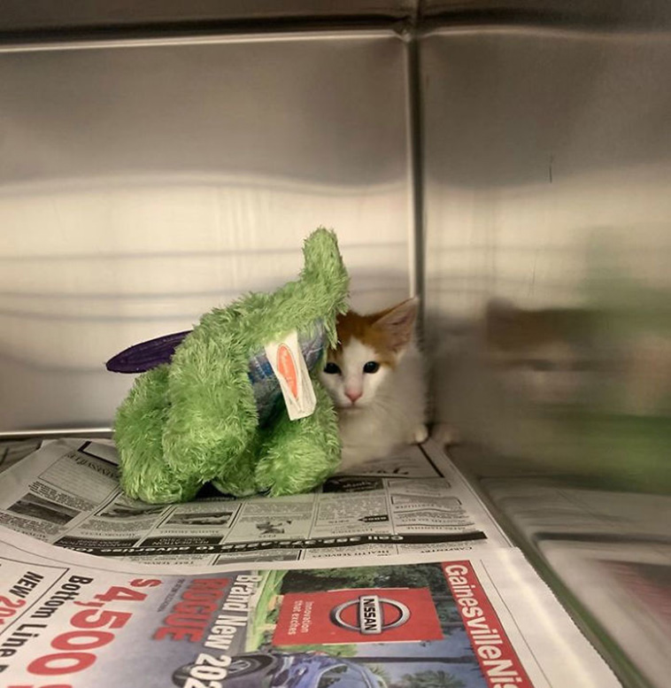 kitten with toy at vet
