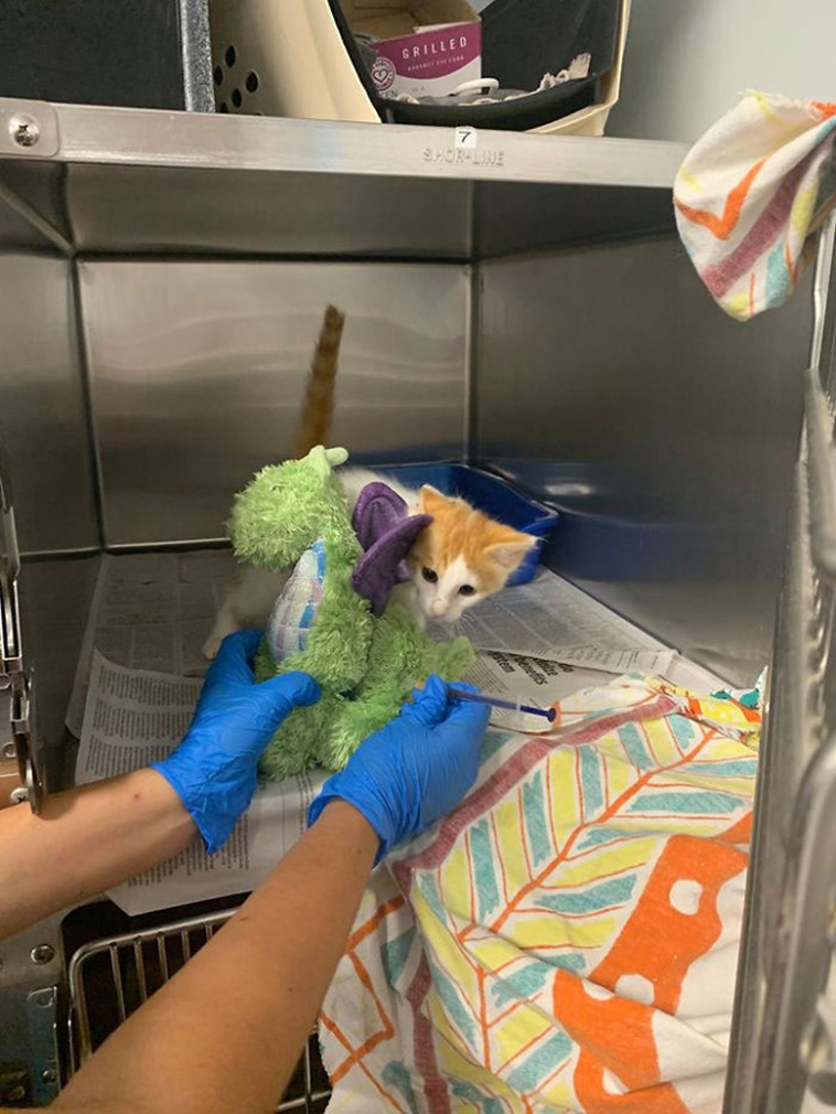 kitten with toy at vet