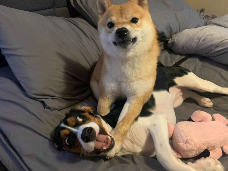 animals tried to get along together