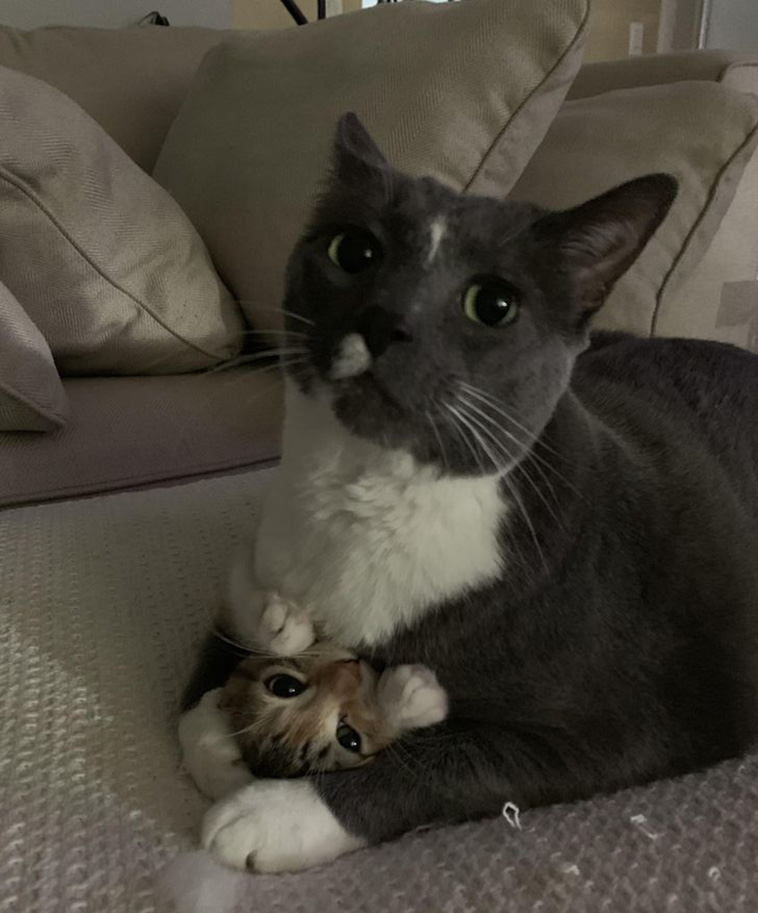 animals tried to get along together