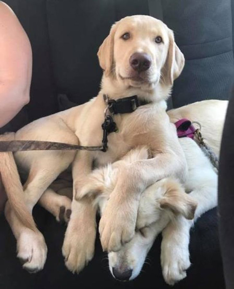 animals tried to get along together