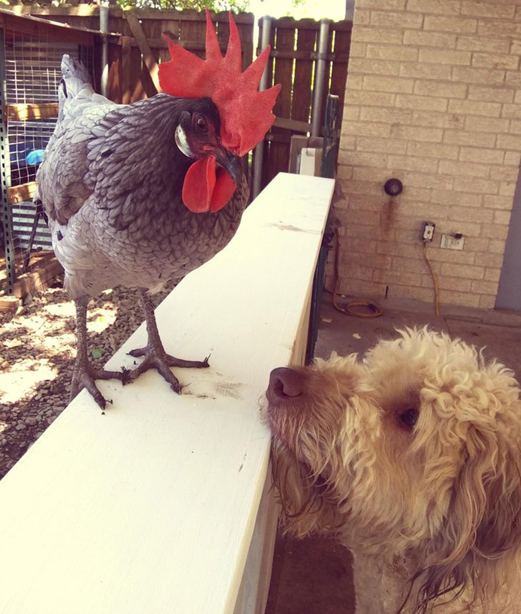 animals together