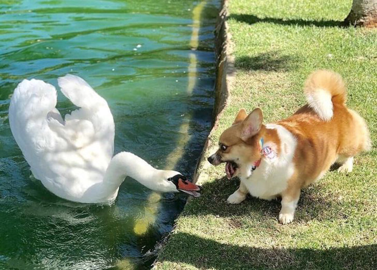 animals tried to get along together