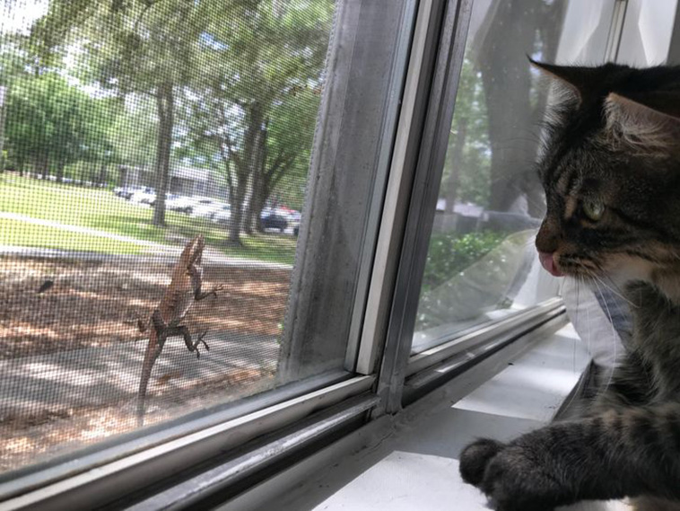 animals together
