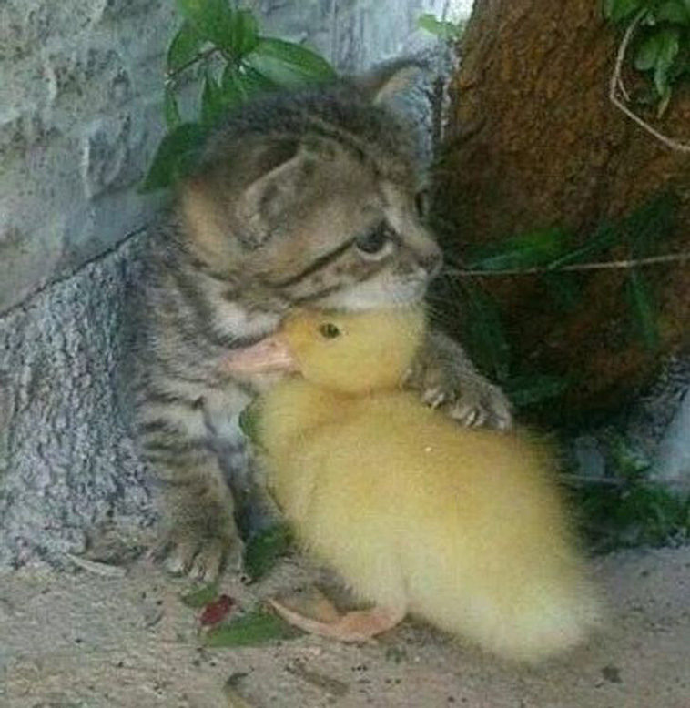 animals together