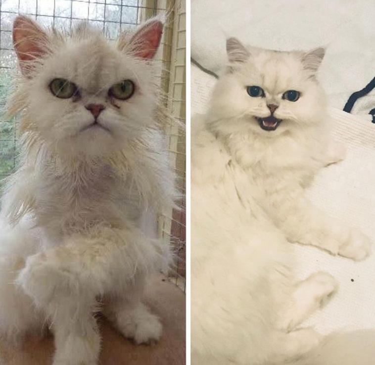 surprised animals