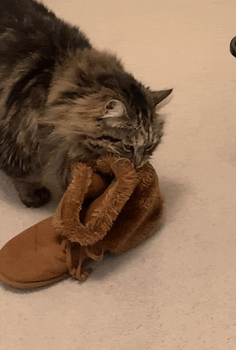 surprised animals