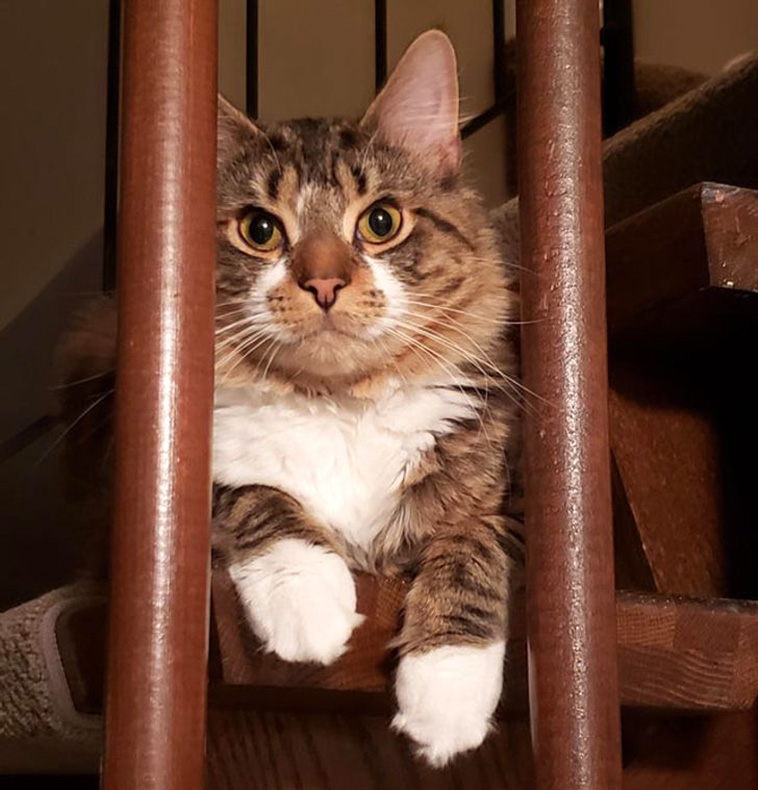 surprised animals