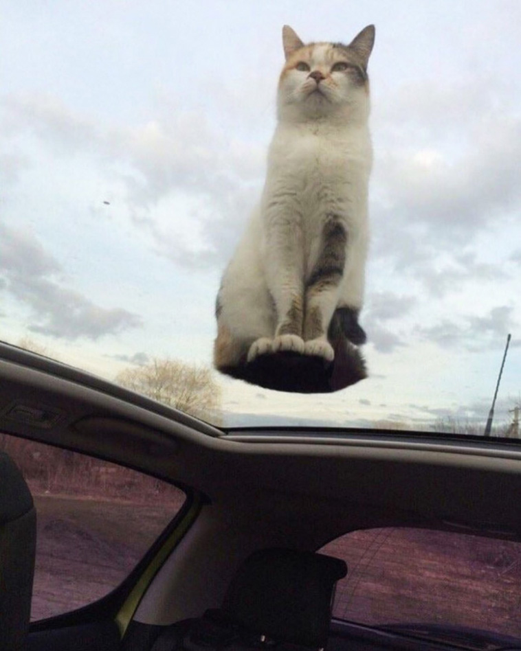 anti gravity cats