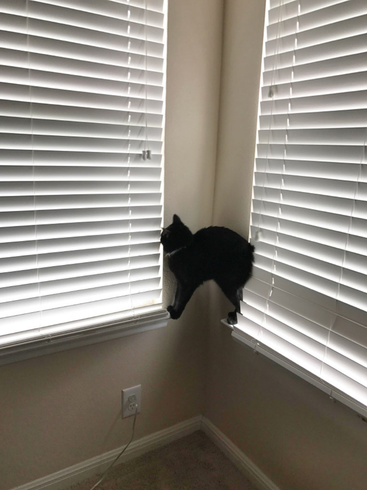 anti gravity cats