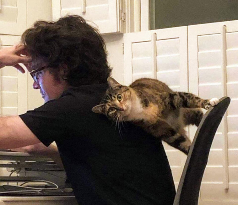 anti gravity cats