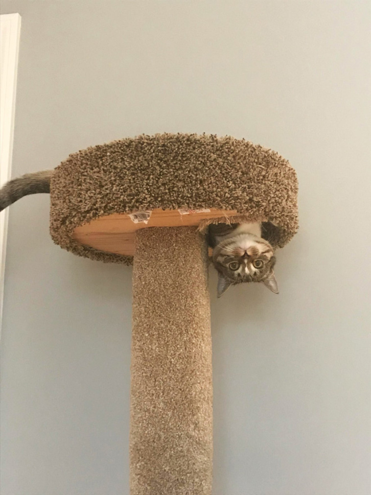 anti gravity cats
