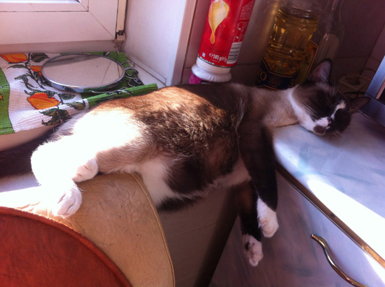 anti gravity cats