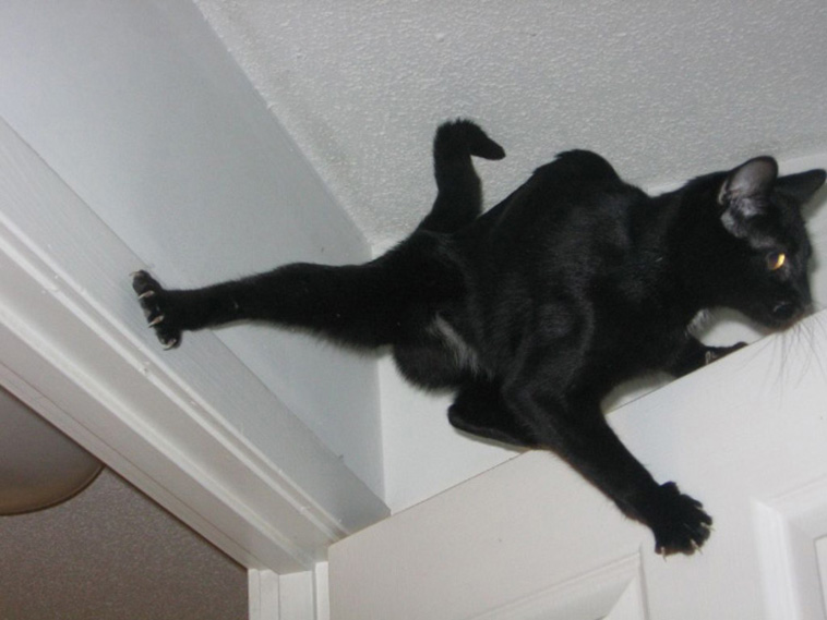 anti gravity cats