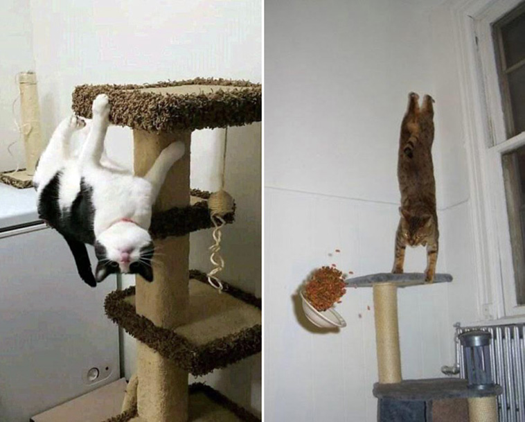 anti gravity cats