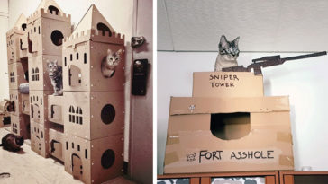 cardboard-forts