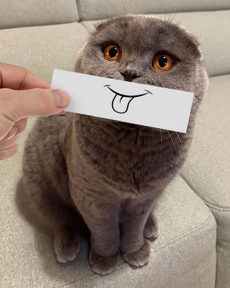 cat facial expression 