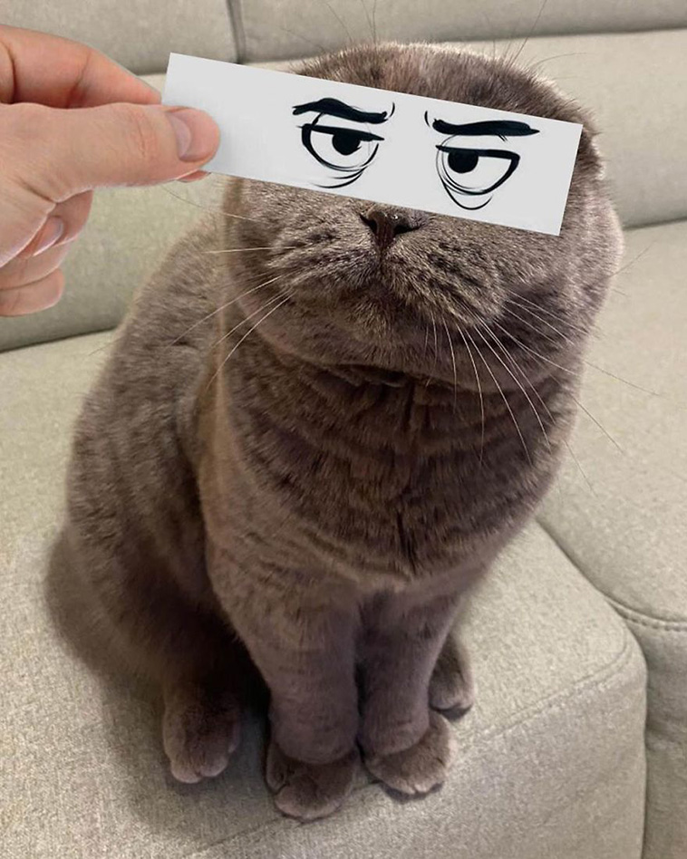 cat facial expression 