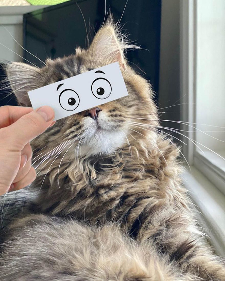 cat drawing facial expression 