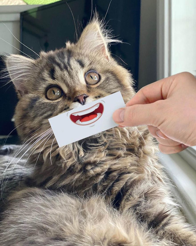 cat drawing facial expression 