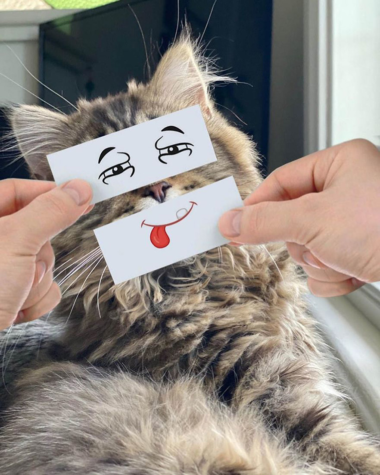 cat facial expression 