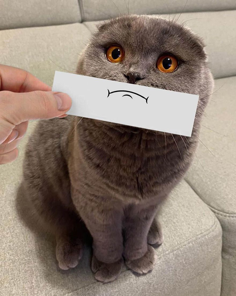 cat drawing facial expression 