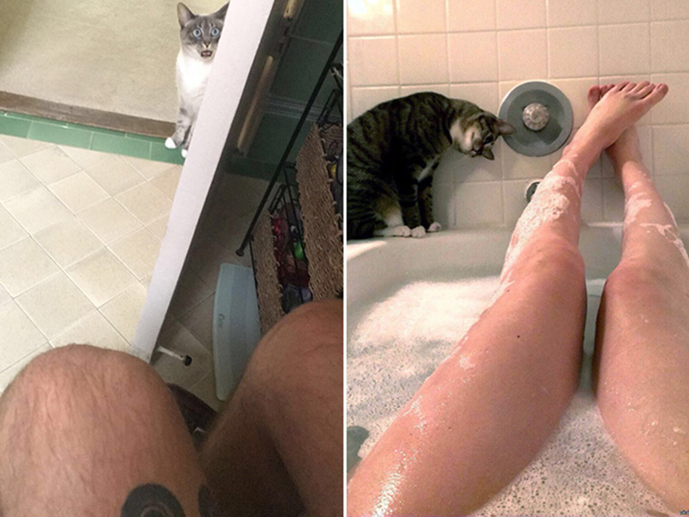 cats don't care privacy