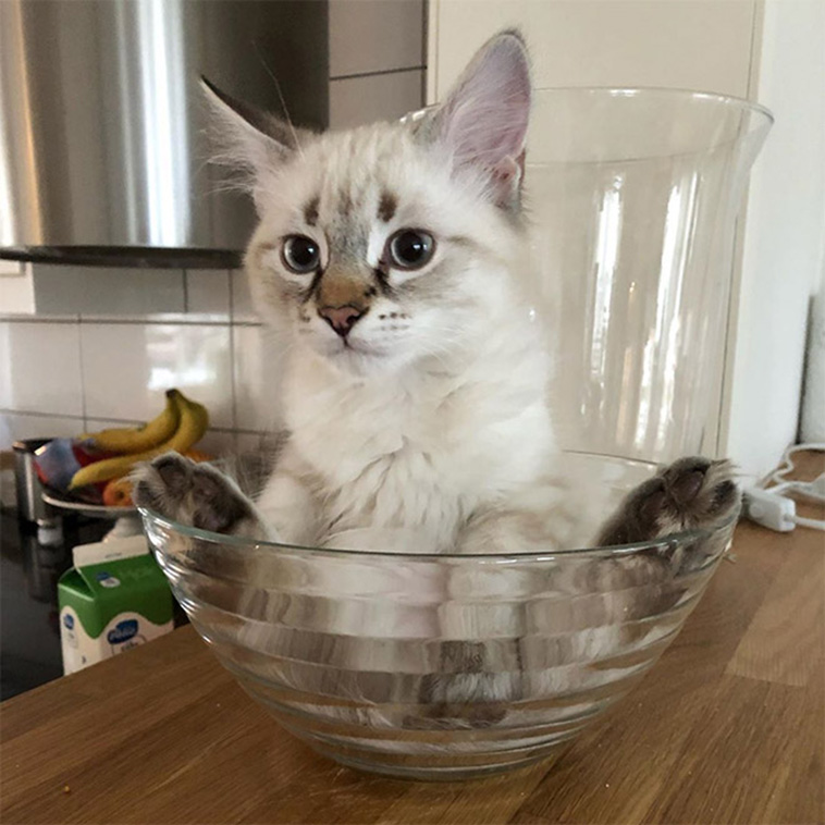 cats in transparent bowls