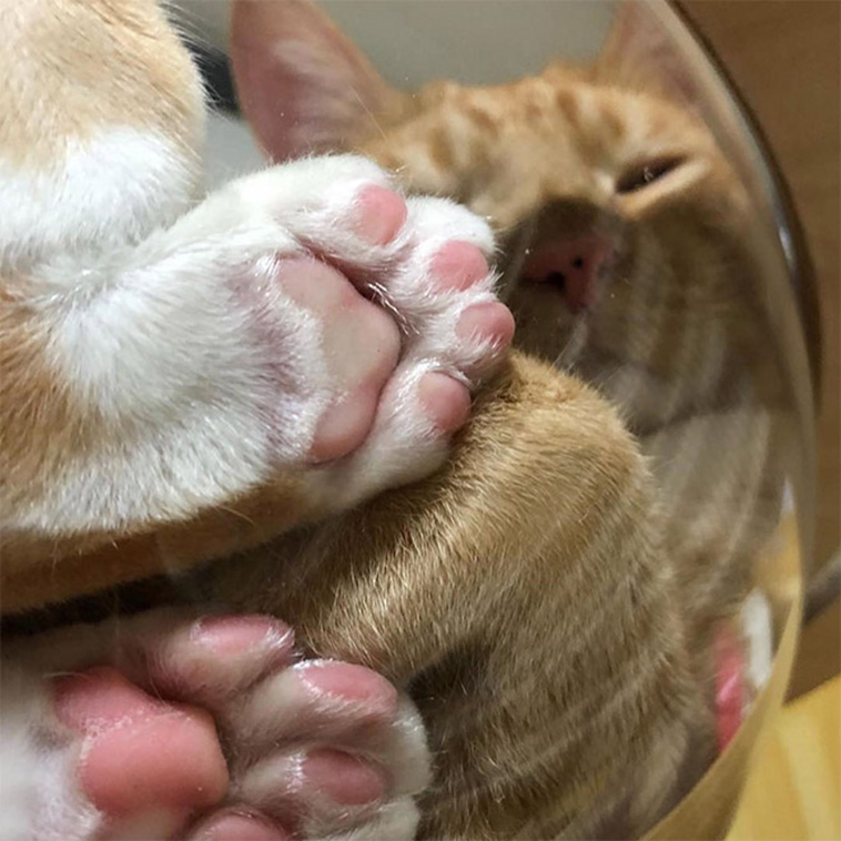 cats in transparent bowls