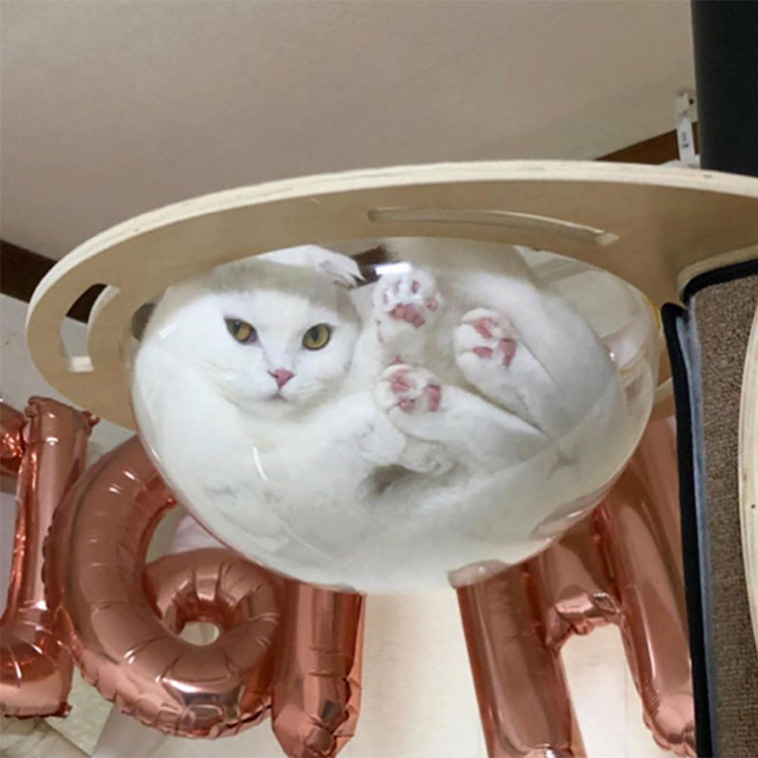 cats in transparent bowls