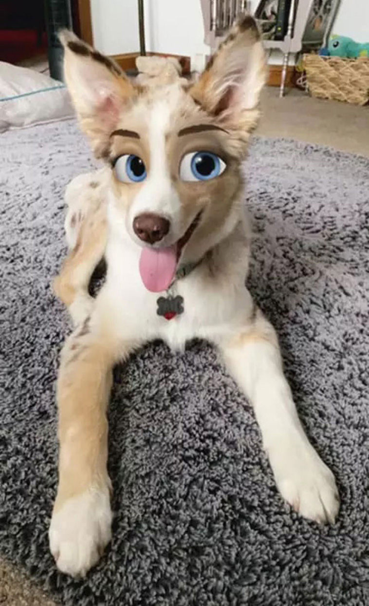 disney eyes dogs