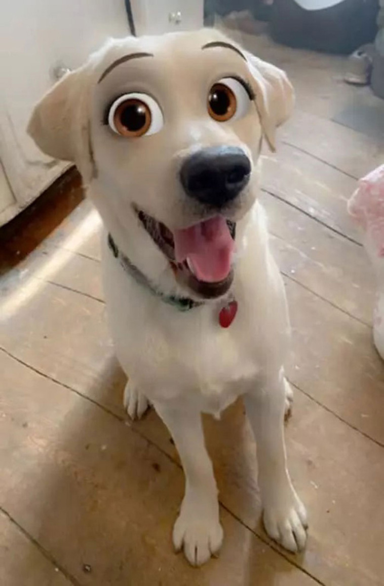disney eyes dog