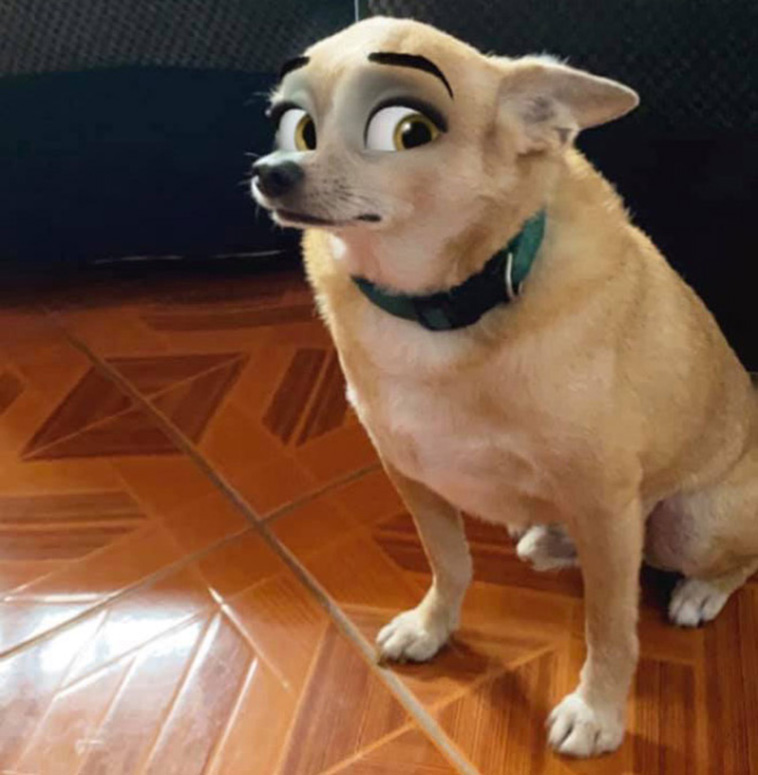 disney eyes dogs filter