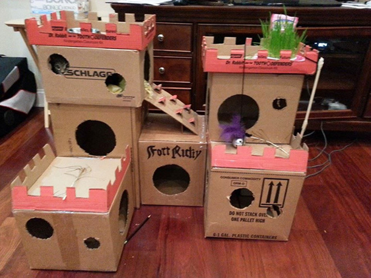 funny cat forts