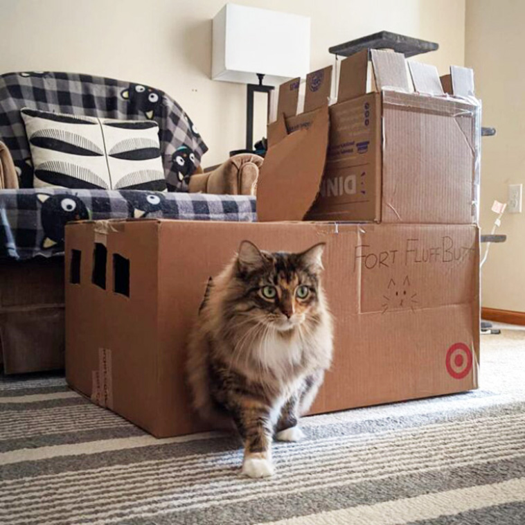 funny cat forts
