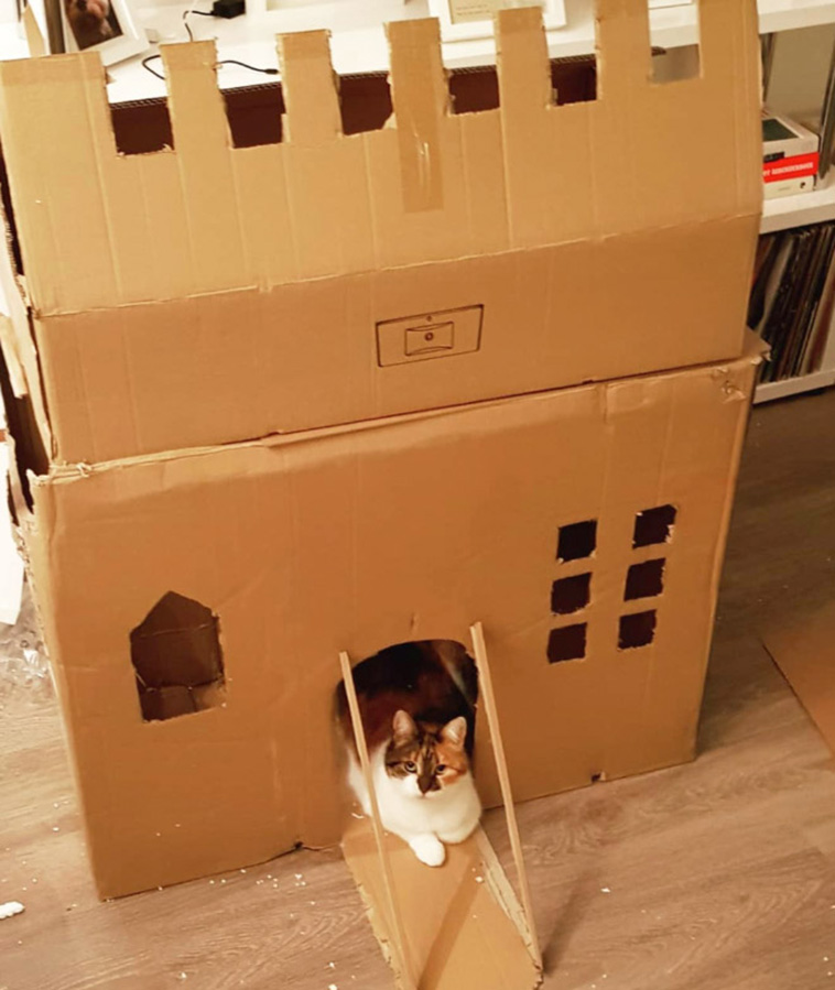 cardboard cat forts