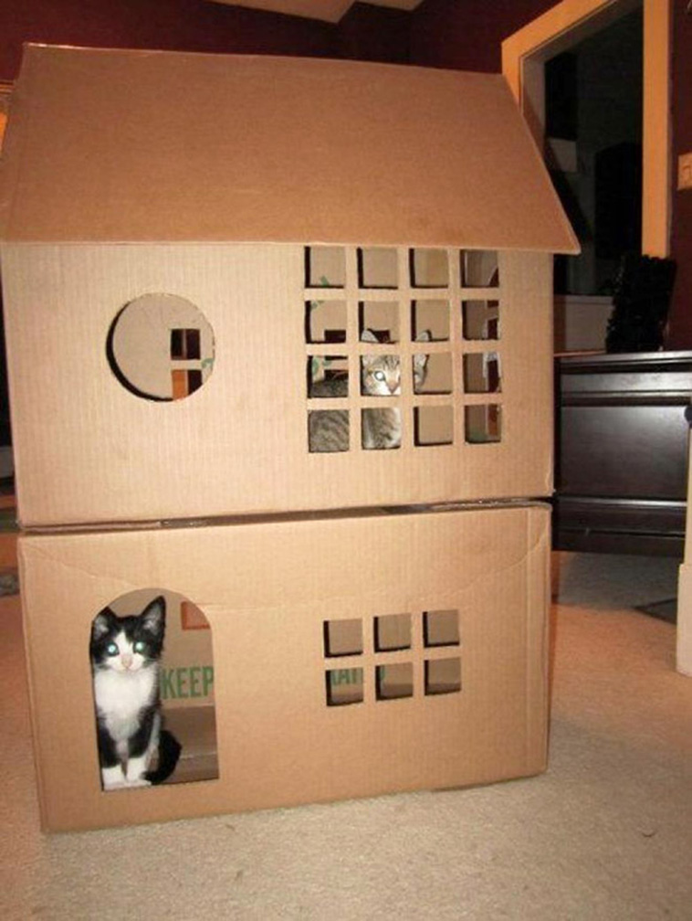 funny cat forts